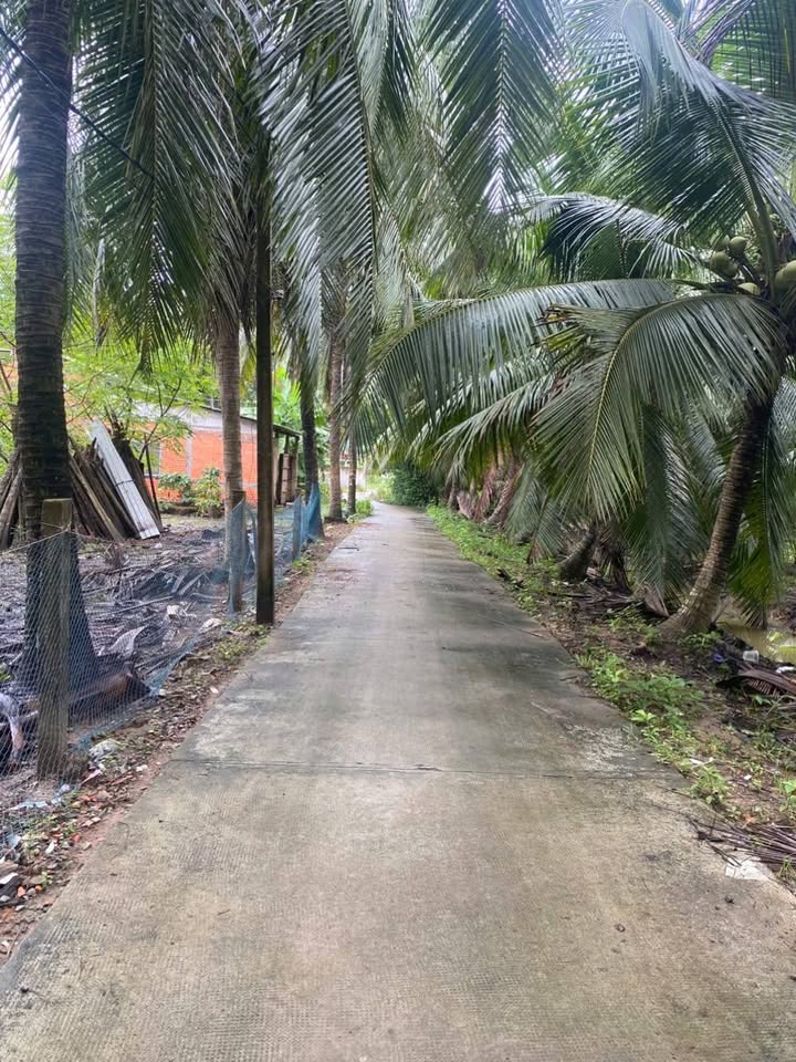 Đất vườn dừa 2829,5m² xã Vang Quới Đông - Giá chỉ 500 triệu, thương lượng