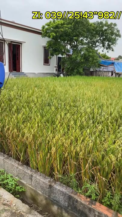 Đất nền liền kề Lâm Trụ, Giao Phong 111m² chỉ 1 tỷ - Sổ đỏ chính chủ!