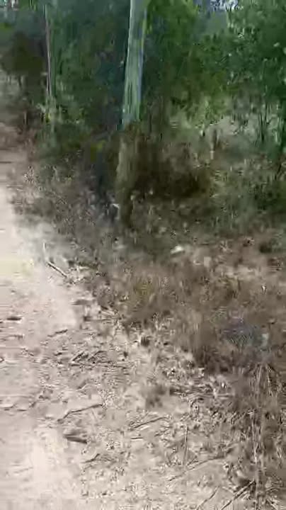 Đất trồng cây lâu năm 33.408m² tại Ninh Hòa giá thỏa thuận - Đầu tư sinh lời ngay!