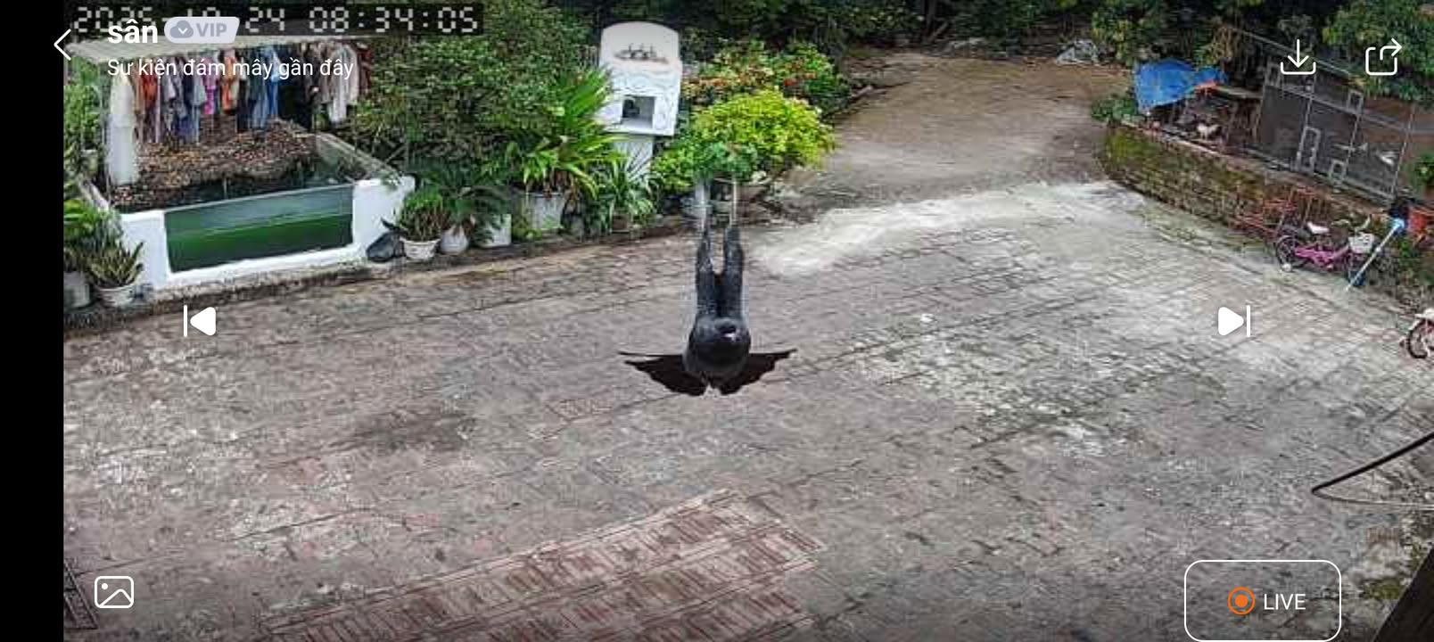 Đất thổ cư 200m² tại Thụy An, Ba Vì - Giá chỉ 1.35 tỷ, cơ hội đầu tư tuyệt vời!