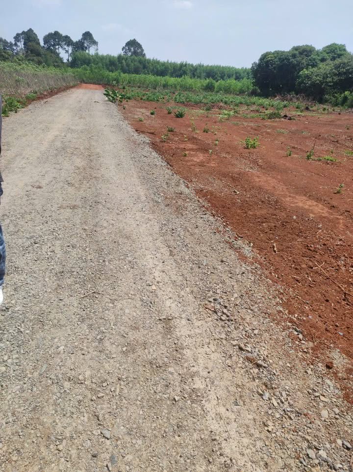 Đất nền Long Tân - Đất Đỏ 1000m² giá 800 triệu - Sổ hồng chính chủ trao tay!