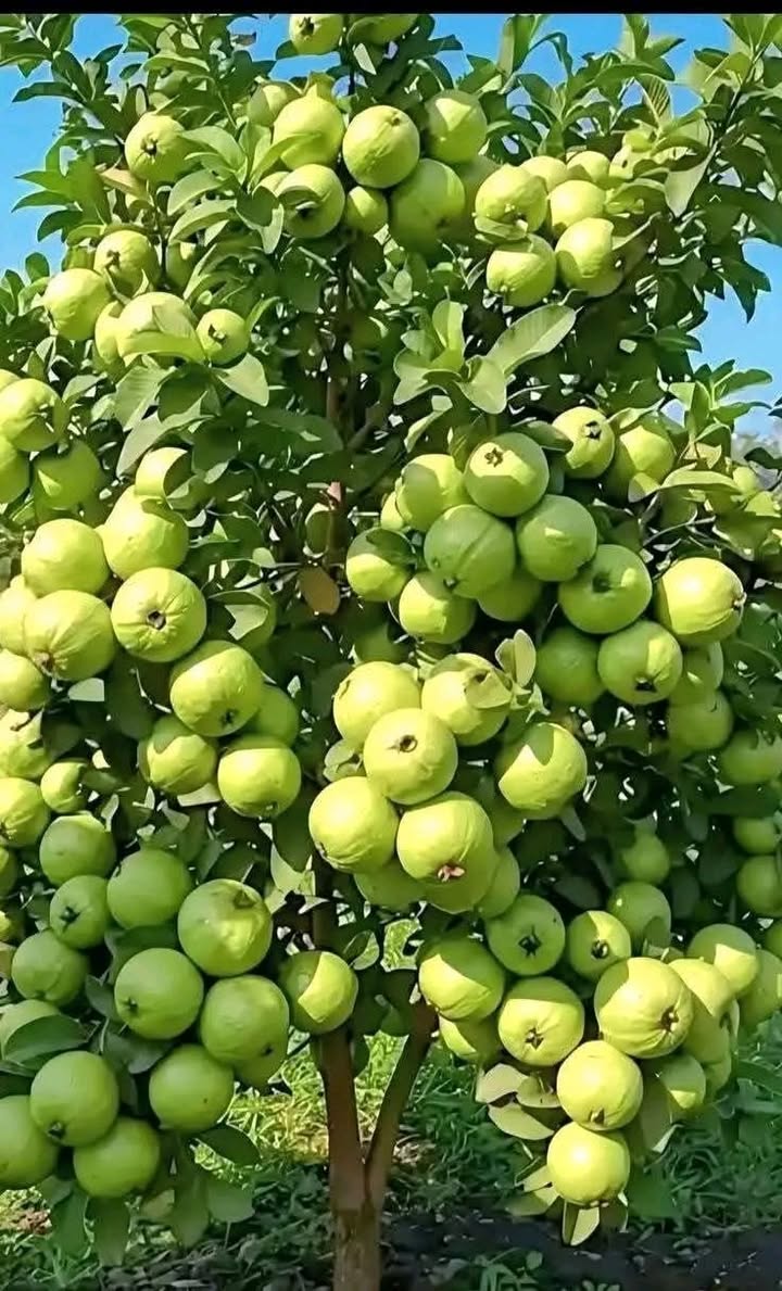 Nhà lô góc 34m² Đông Dư, Gia Lâm giá 5.38 tỷ - Ô tô vào tận nhà!