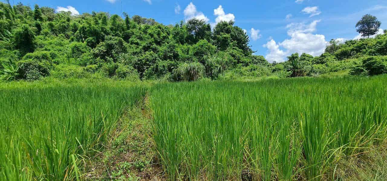 Đất nền đẹp tại Ia Phí, Chư Păh, Gia Lai 2200m² giá 625 triệu - Cơ hội đầu tư hấp dẫn!