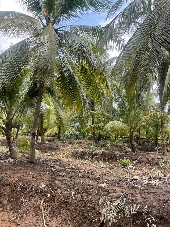 Đất nền Tân Thành Bình, Mỏ Cày Bắc 9000m² giá 3.6 tỷ - Đầu tư sinh lời cực tốt!