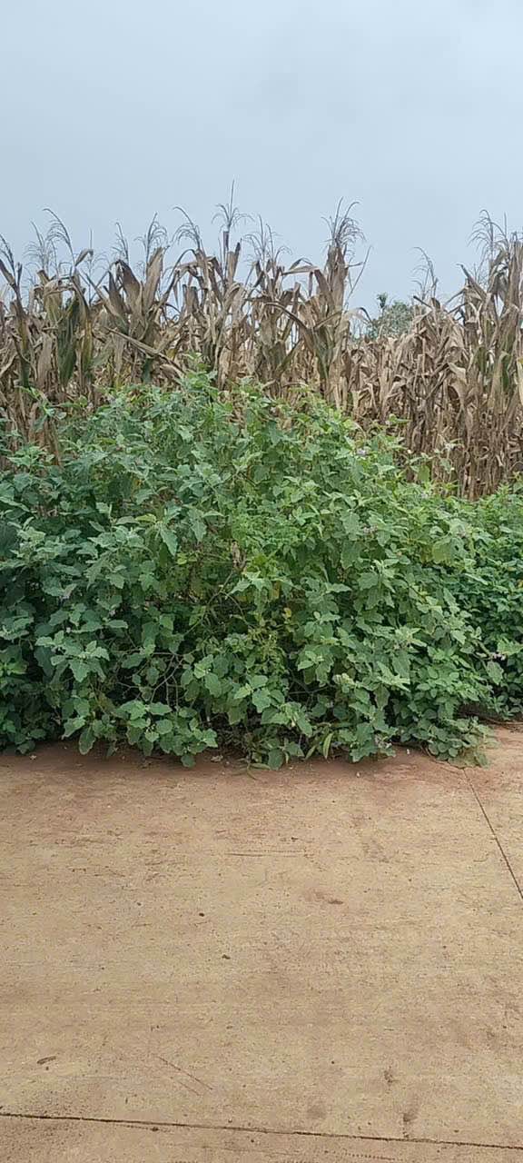 Đất nền Cư Suê 160m² giá 1.575 tỷ - Vị trí thông thoáng, tiềm năng phát triển!