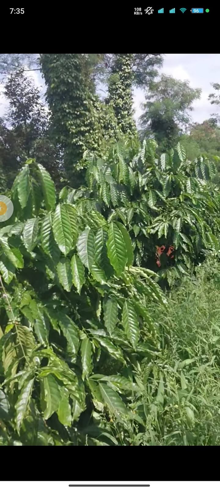 Đất nền 3 sào Tân Lập, Buôn Ma Thuột giá chỉ 690 triệu - Cơ hội đầu tư tuyệt vời!