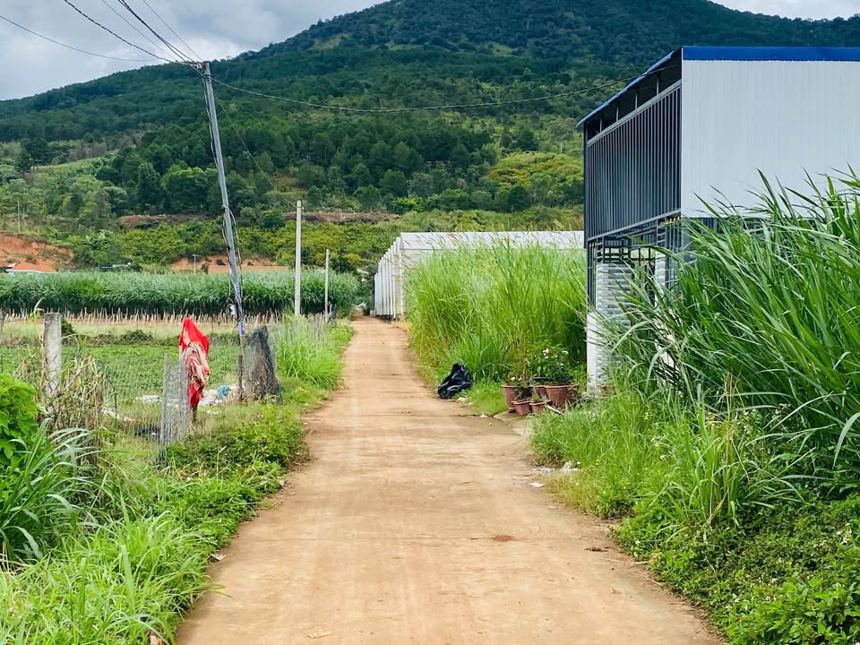 Bán đất Hiệp An, Đức Trọng 168m² giá 1 tỷ - Đầu tư sinh lời hấp dẫn!