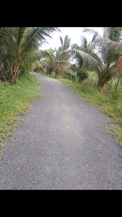 Đất ruộng mặt tiền nhựa khu phố Kos La, xã Trà Cú, 1500m² giá 450 triệu - Cơ hội đầu tư tuyệt vời!