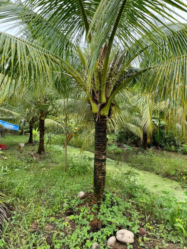 Đất mặt tiền nhựa 504m² tại ấp Hòa Lạc C, Trà Vinh - Giá chỉ 380 triệu, thương lượng