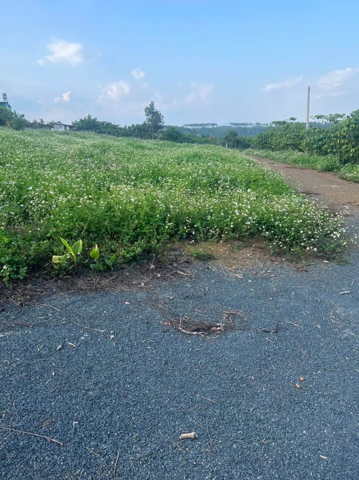 Đất thổ cư 135m² hẻm Chu Văn An, Bảo Lâm - Giá chỉ 1 tỷ!