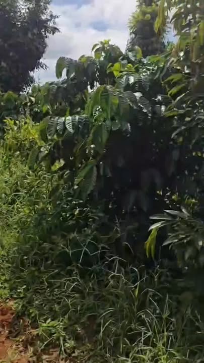 Vườn cà phê 3.6ha xã Ia Lang giá chỉ 3.5 tỷ - Nguồn thu mạnh mẽ!