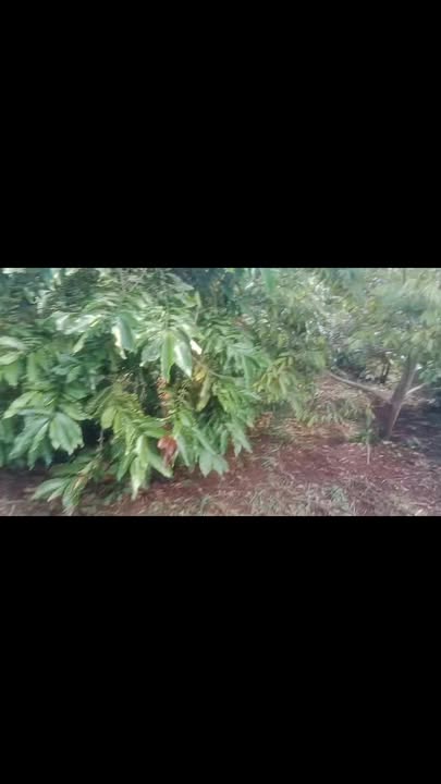 Đất Farm 47.000m² tại Mang Yang, Gia Lai - Giá chỉ 7.52 tỷ, Sổ đỏ chính chủ!