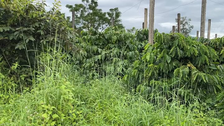 Đất Farm 1ha 3 giá 2.3 tỷ - Đầy đủ tiện ích, sẵn sàng kinh doanh!