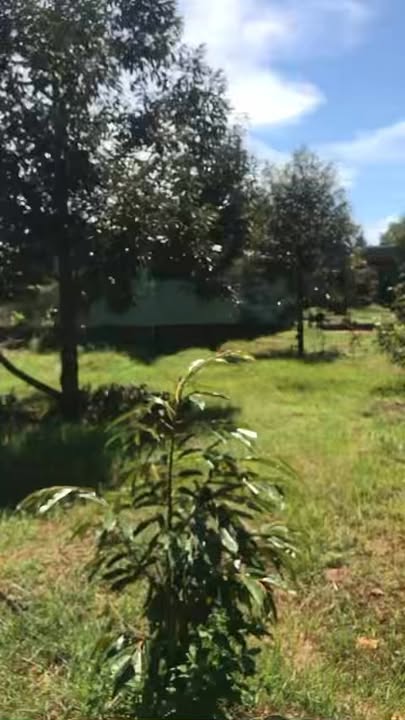 Farm đất sầu riêng Thái tại Chư Sê 3ha giá 11 tỷ - Cơ hội đầu tư hấp dẫn!