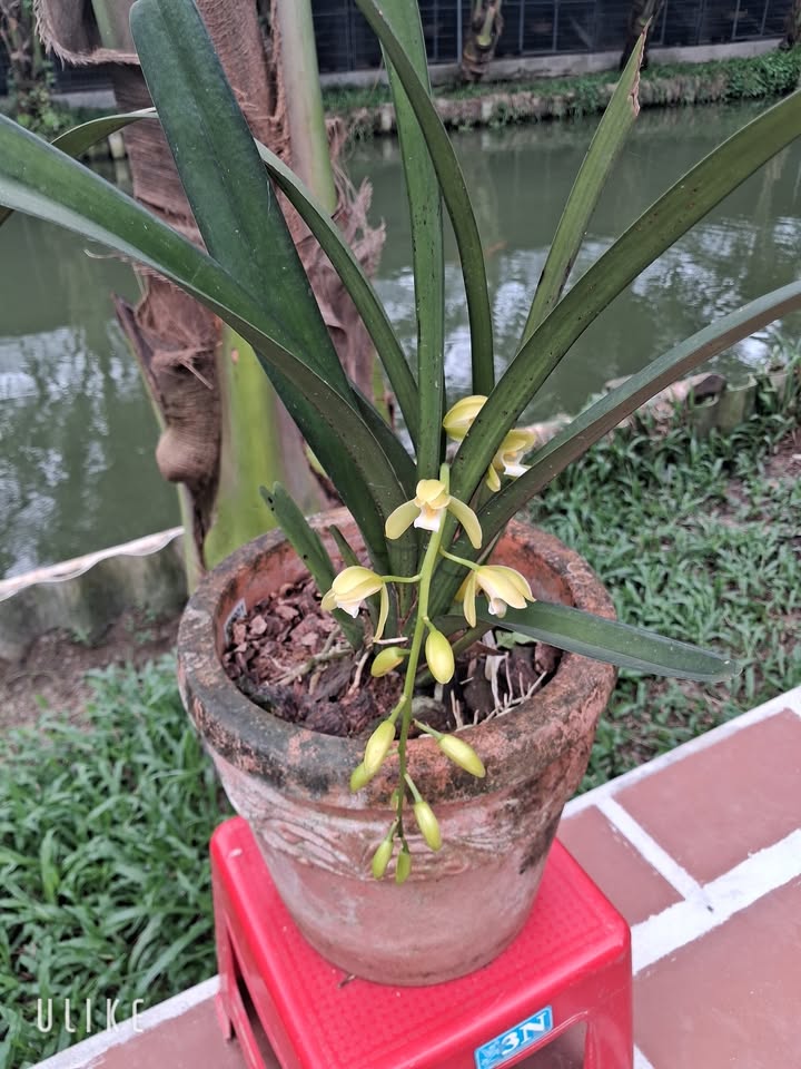 Nhà nát mặt tiền Trần Tử Bình, Củ Chi 87m² giá chỉ 3 tỷ - Cơ hội đầu tư hấp dẫn!