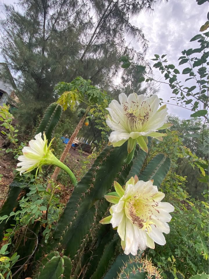 Nhà cấp 4 đường Nguyễn Gia Thiều Tam Kỳ 125m² giá 2.2 tỷ - Sẵn sàng vào ở ngay!