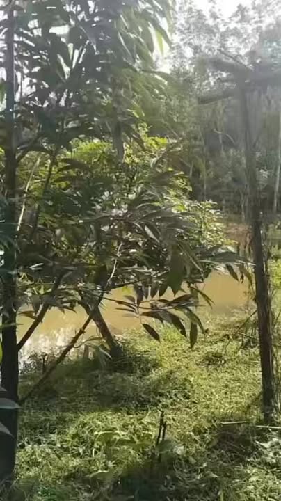 Farm Bù Nho Phú Riềng 5400m² giá 1.05 tỷ - Đầu tư sinh lời với vườn cây ăn trái