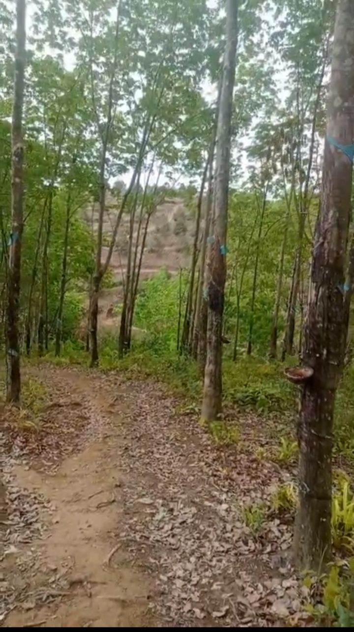 Đất nông nghiệp 2,2ha tại Bù Đăng, Bình Phước - Giá chỉ 1,4 tỷ, tiện đầu tư!