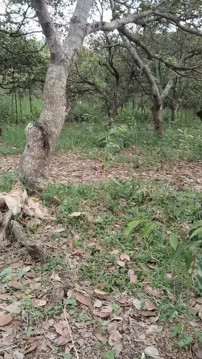 Đất nền 6 sào Phú Nghĩa, Bù Gia Mập - Giá chỉ 400 triệu, cơ hội đầu tư hấp dẫn!