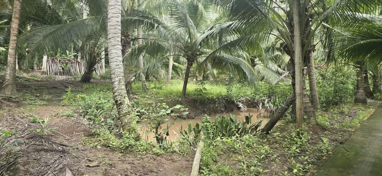 Đất vườn Bình Khánh 1260m² giá 399 triệu - Đầu tư lý tưởng cho bạn!