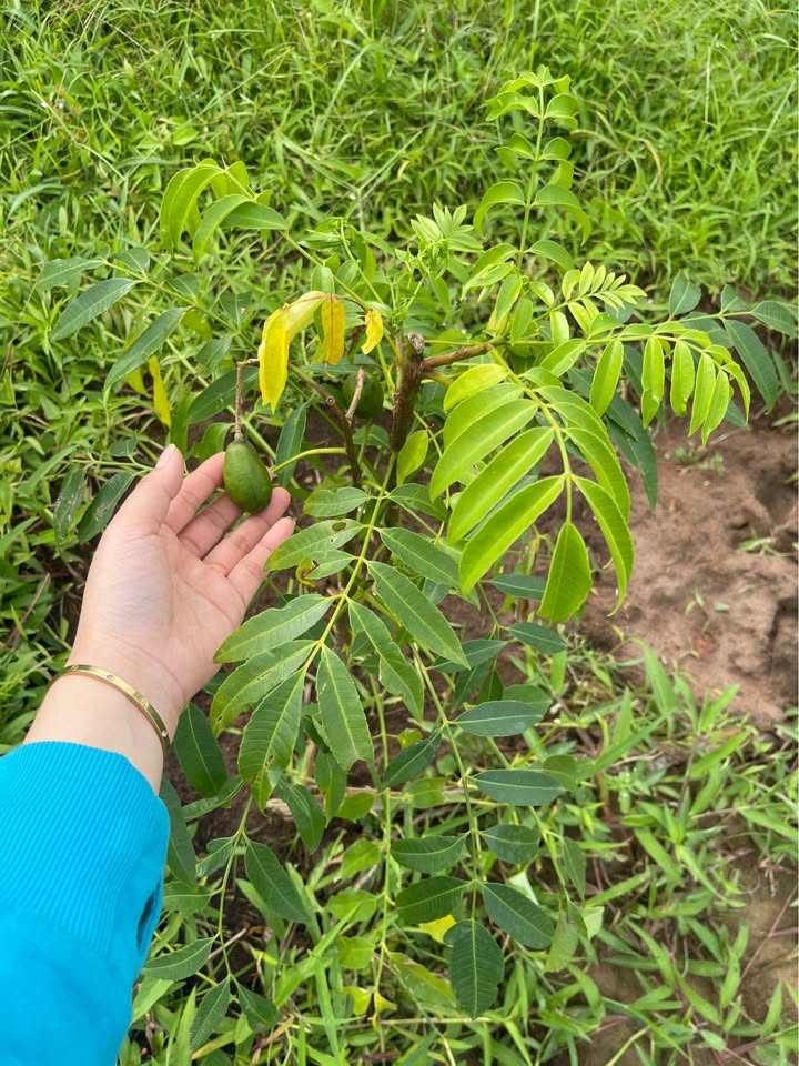 Đất thổ cư Hàm Chính 1 sào giá 630 triệu - Cơ hội đầu tư tuyệt vời!