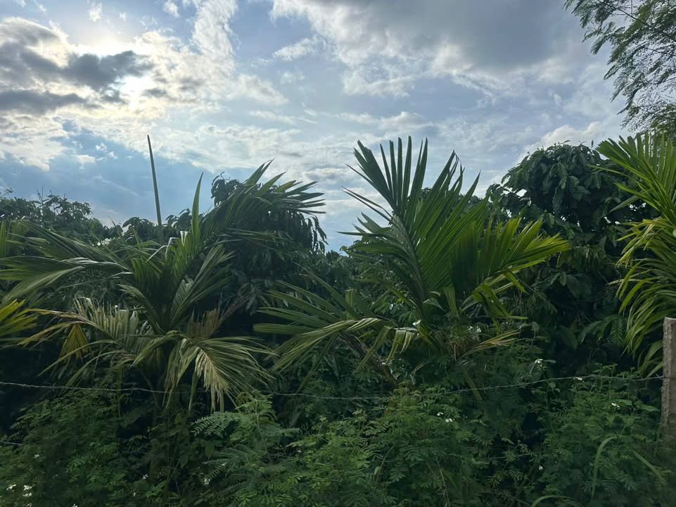 Đất nền Ea Drông Buôn Hồ 3200m² giá 921.6 triệu - Cơ hội đầu tư hấp dẫn!