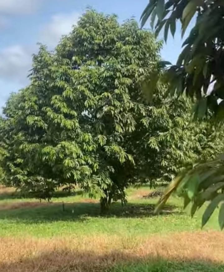 Farm 1ha2 sầu riêng Phú Thọ - Đang thu hoạch mạnh, 2.6 tỷ
