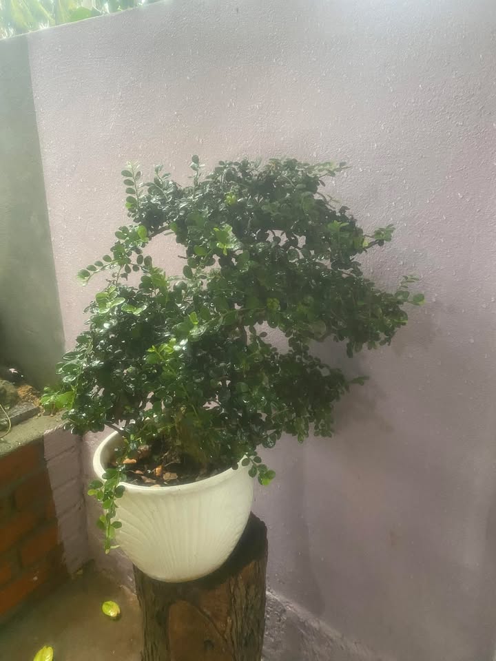 Đất phường Tam Quan 126m² giá chỉ 380 triệu - Cơ hội đầu tư tuyệt vời!