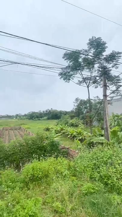 Đất nền Phùng Nguyên Lâm Thao 100m² giá tốt - Tiềm năng kinh doanh lớn!