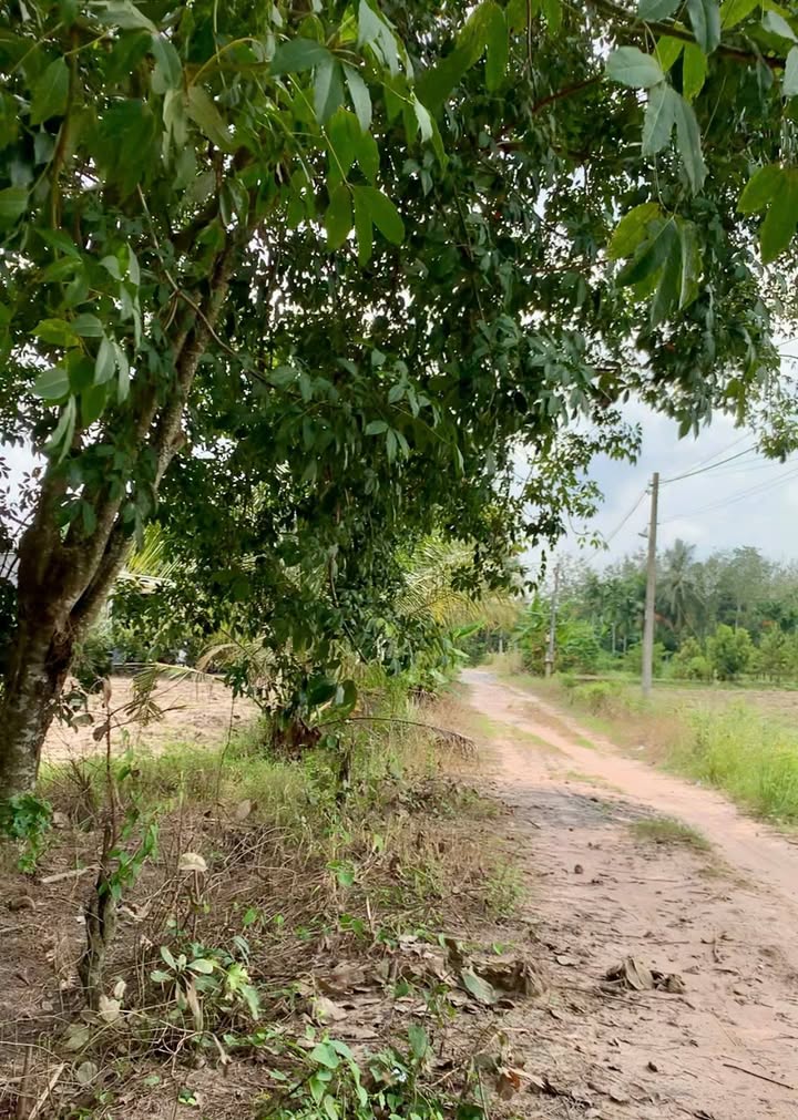 Đất Ninh Sơn TP Tây Ninh 1600m² giá 1.28 tỷ - Đường 10m, cao su 7 năm tuổi!