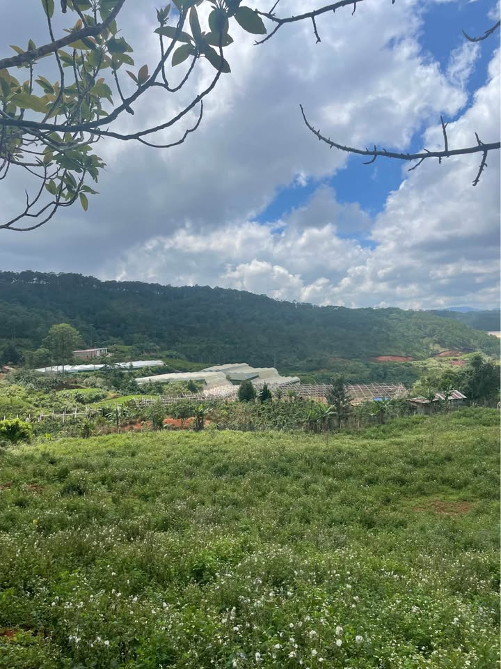 Đất nền Lạc Dương, Đà Lạt 4900m² giá 7.08 tỷ - Đầu tư sinh lời ngay!