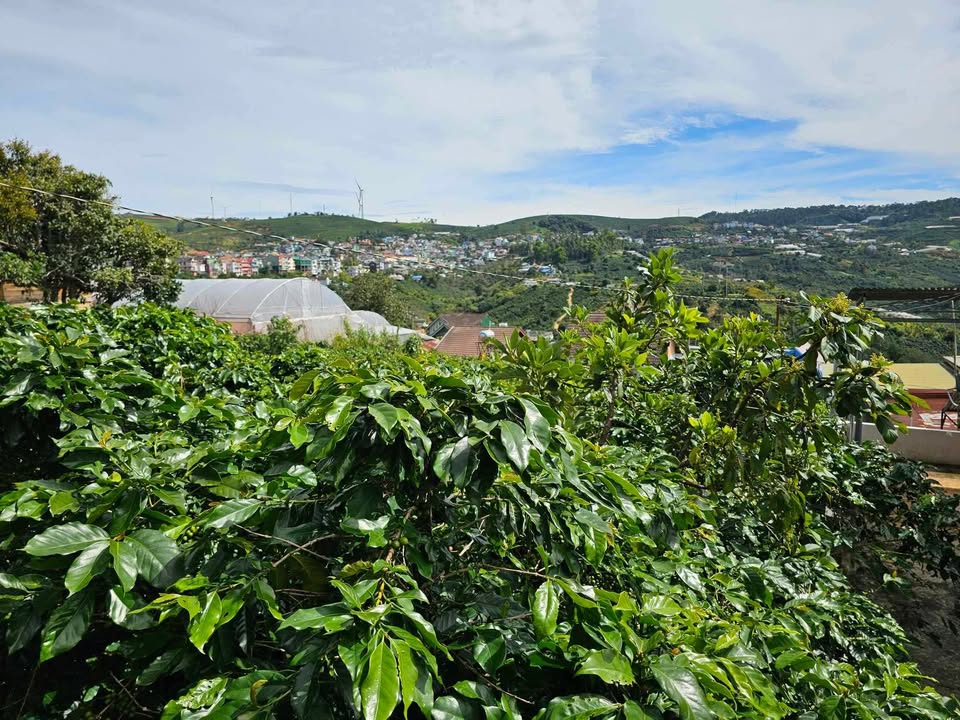 Đất nền Xuân Trường Đà Lạt 1400m² giá rẻ - Cơ hội đầu tư tuyệt vời!