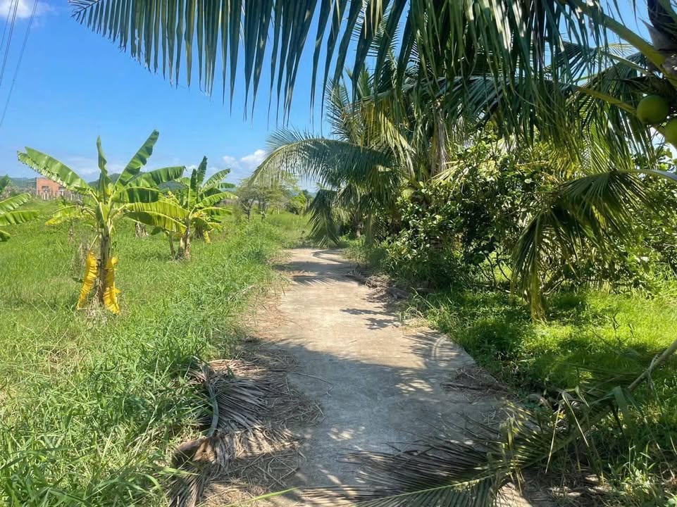 Đất nền 4,4 sào tại Thuận Hòa, Hàm Thuận Bắc - Giá 435 triệu - Mặt tiền đường lớn, giao thông thuận lợi!