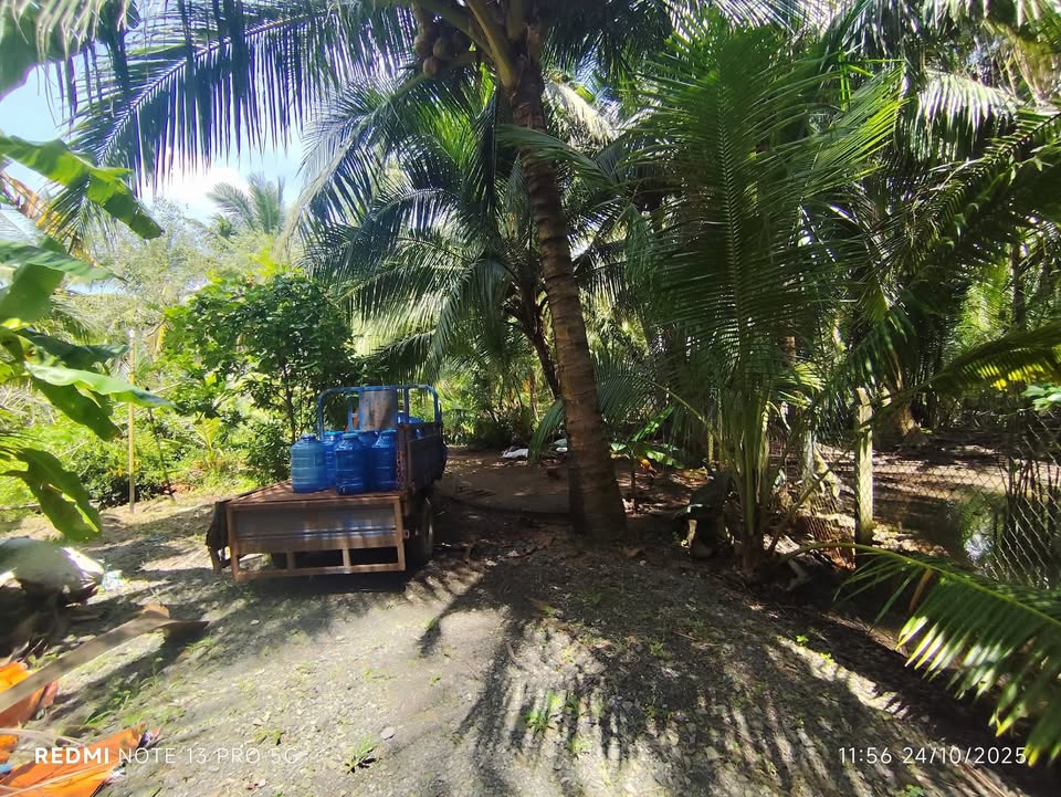 Đất vườn dừa 11.000m² tại Mỏ Cày Bắc, Bến Tre giá chỉ 5.5 tỷ - Cơ hội đầu tư tuyệt vời!