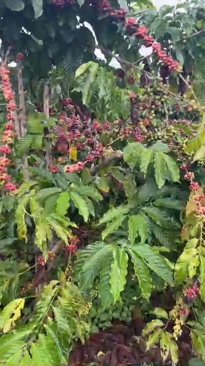 Đất rẫy cà phê 4ha tại Chư Sê, Gia Lai - Giá 6 tỷ, chính chủ!