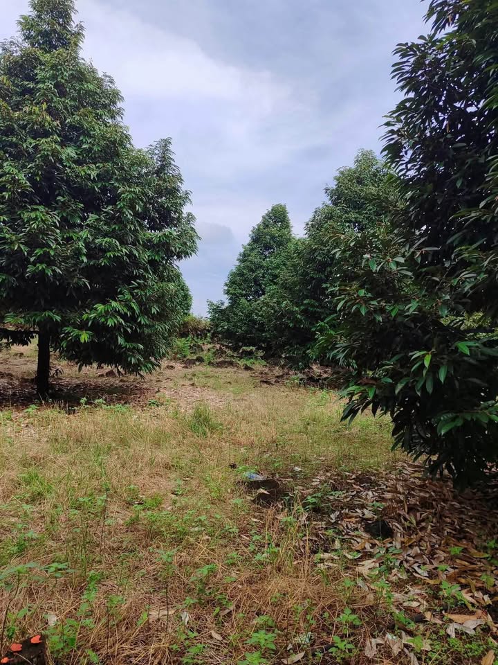 Đất 1 mẫu 4 sầu riêng tại Phú Lộc, Tân Phú - Giá 6 tỷ, sổ đỏ chính chủ!