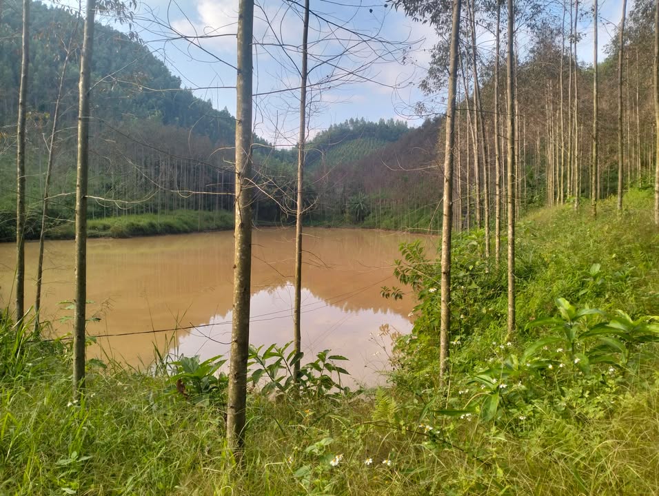 Đất trang trại Đồng Tiến, Yên Thế 16.000m² - Sổ đỏ chính chủ, giá thỏa thuận!