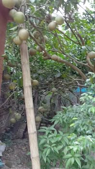 Đất thổ cư 813m² tại Hàng Trạm, Yên Thủy - Nhà đẹp, vị trí kinh doanh thuận lợi!