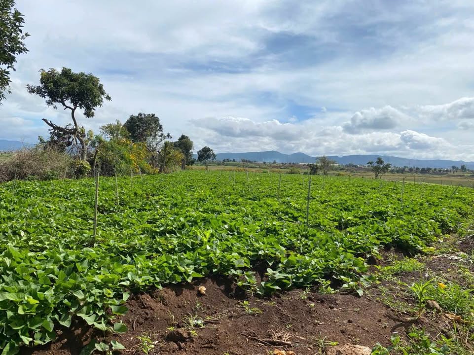 Đất nền 6,3 sào Phú Hội, Đức Trọng, Lâm Đồng - Giá chỉ 4.5 tỷ, mặt tiền đường cấp phối!