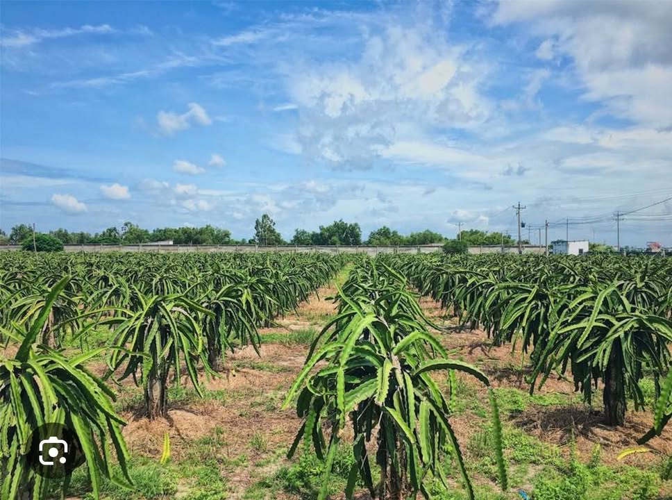 Đất lúa 4000m² tại ấp Nam, xã Thanh Bình, Đồng Tháp - Giá tốt chỉ 1.14 tỷ!