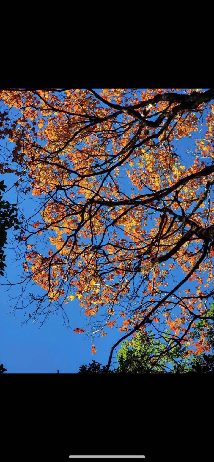 Mặt tiền đường Thiên Lôi, Vĩnh Niệm 100m² giá 10 tỷ - Khu vực sầm uất gần Aeon!