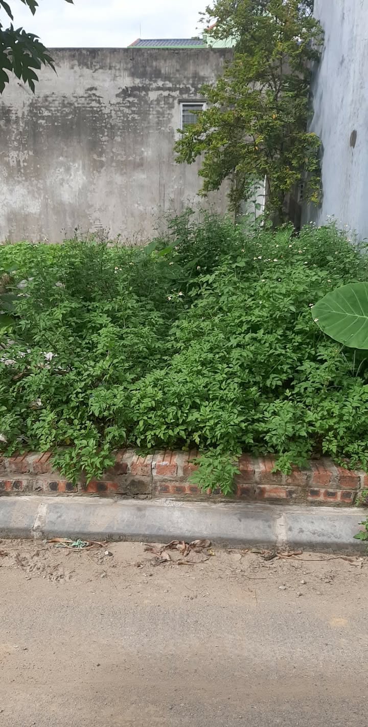 Đất nền tại Đài Bi, Đông Anh 39m² - Sổ đỏ chính chủ, giá thỏa thuận!