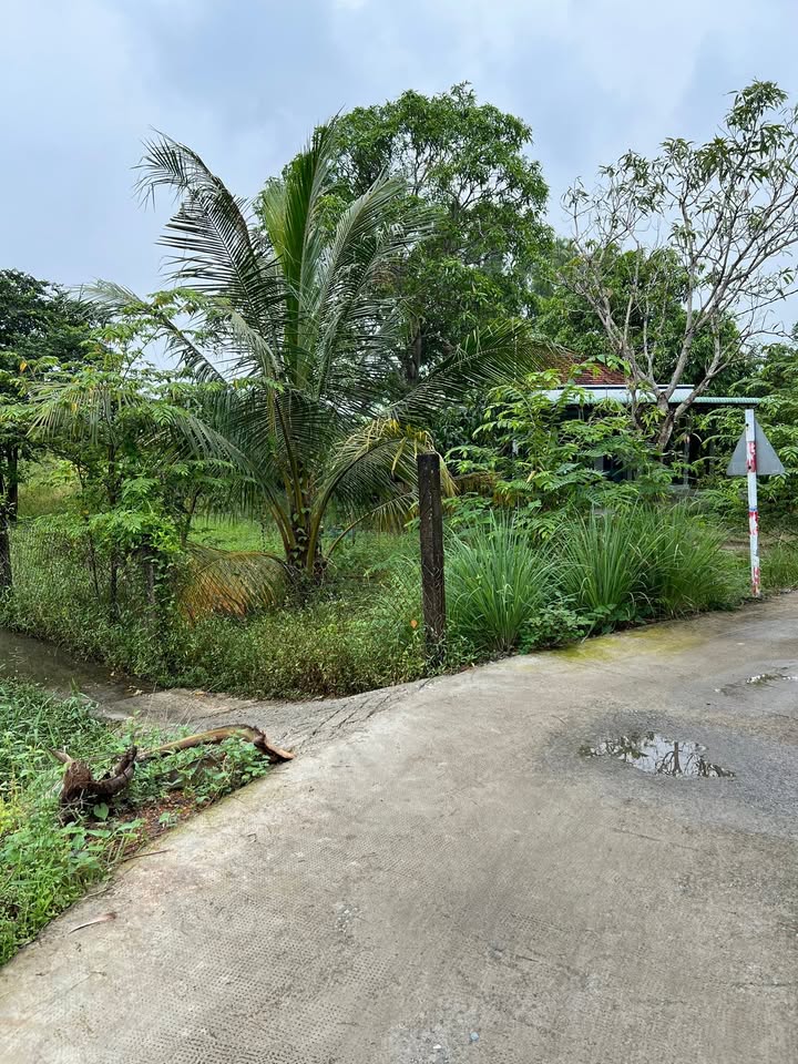 Đất thổ cư 1778m² xã Tân Quý Tây, Bình Chánh chỉ 15.5 tỷ - Cơ hội đầu tư sinh lời!