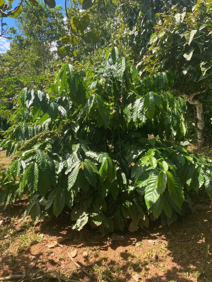 Đất Farm Ea Ral 36.000m² giá 1.45 tỷ - Khu vực phát triển mạnh mẽ!