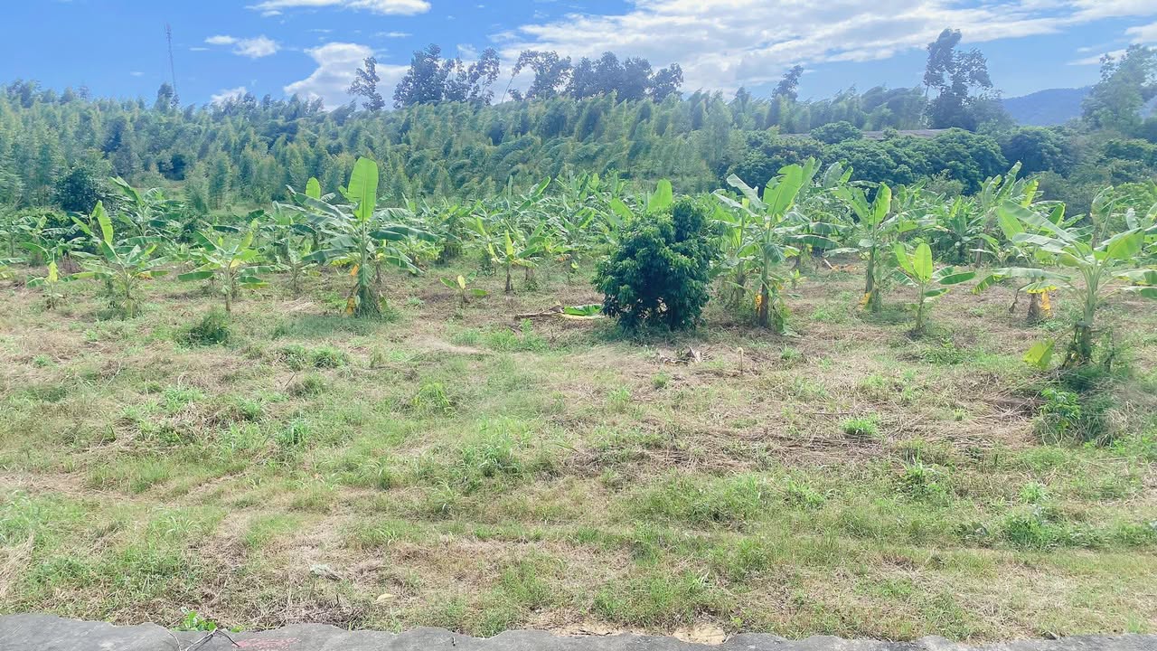 Đất thổ cư 1000m² Lê Lợi, Chí Linh - Cơ hội vàng cho an cư hoặc đầu tư!