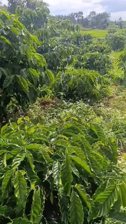 Đất nông nghiệp 4,6 sào mặt tiền đường 130m - Giá 2.33 tỷ, đầu tư sinh lời!