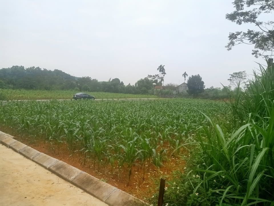 Đất nền 300m² tại thôn Bài, Ba Vì - Giá chỉ 3.15 tỷ - Đầu tư lý tưởng!