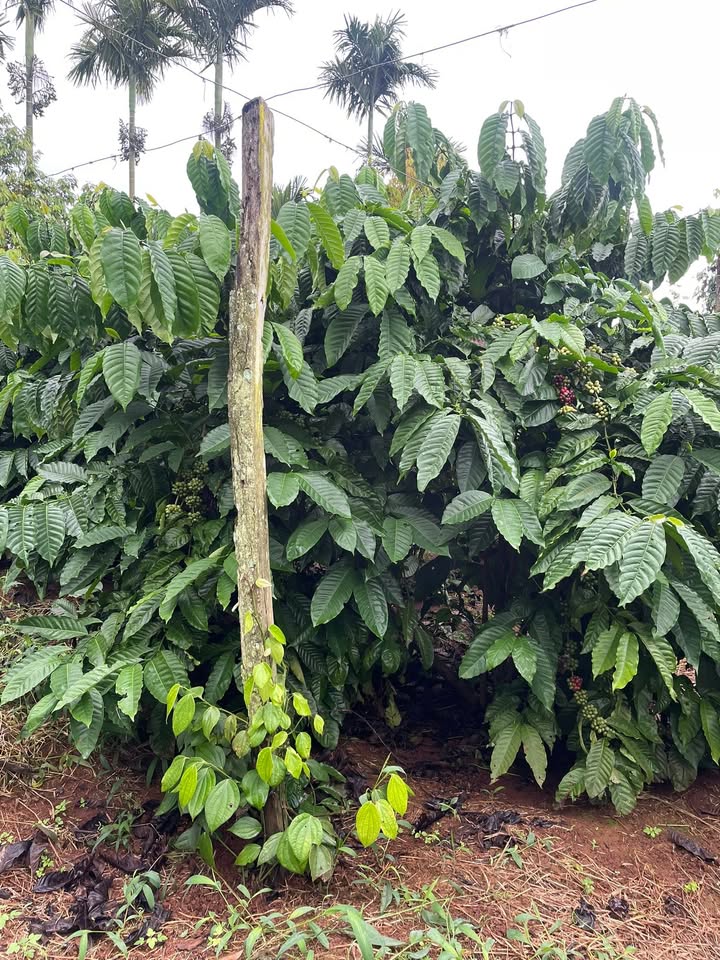 Rẫy cà phê Ea Sin, Krông Búk, Đắk Lắk 2.4ha giá 11 tỷ - Đầu tư sinh lời ngay!