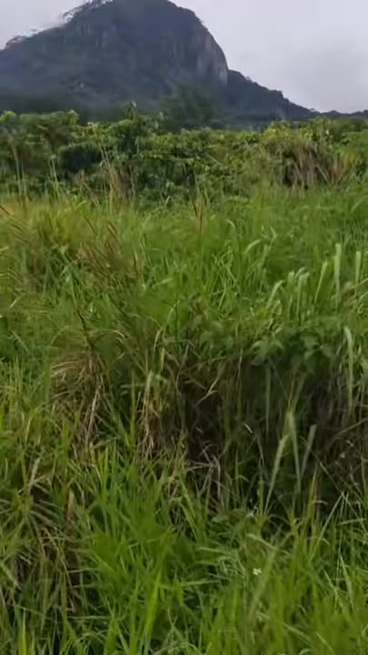 Đất nông nghiệp 4 sào tại Hiệp An, Đức Trọng - Giá chỉ 2.6 tỷ, thích hợp nghỉ dưỡng!