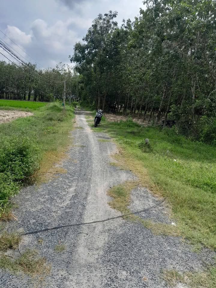 Đất nền 950m² tại Sa Nghe, An Cơ, Châu Thành, Tây Ninh - Giá chỉ 299 triệu, cơ hội đầu tư sinh lời!